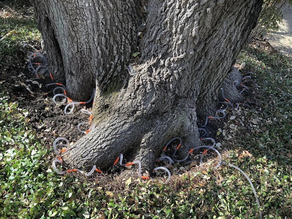 Detailed Tree Cabling and Bracing job site in Jeffersonton