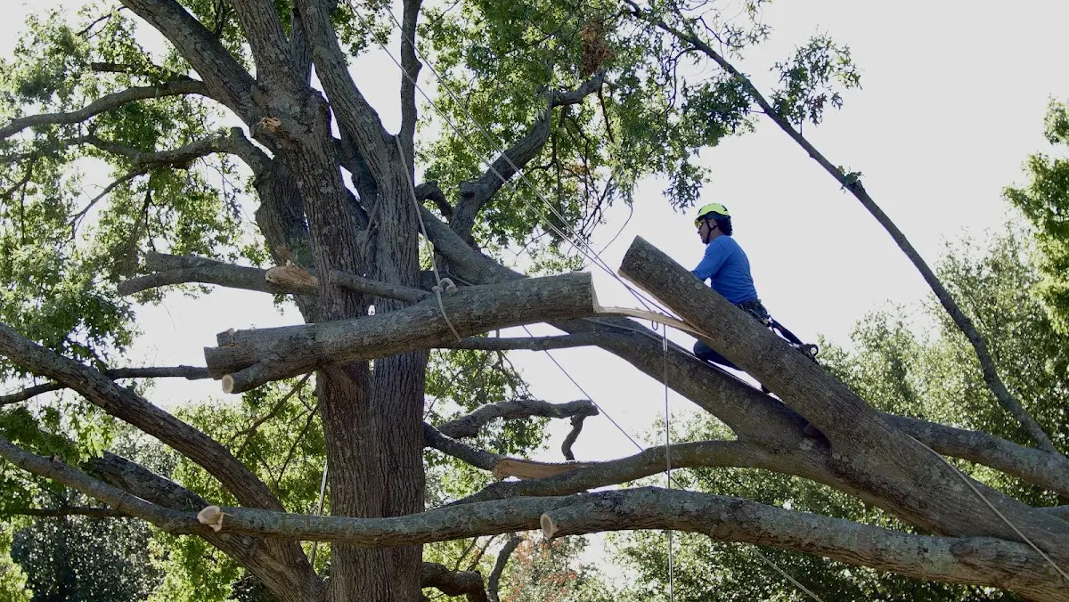 Professional Crown Thinning performed by certified arborists in Jeffersonton