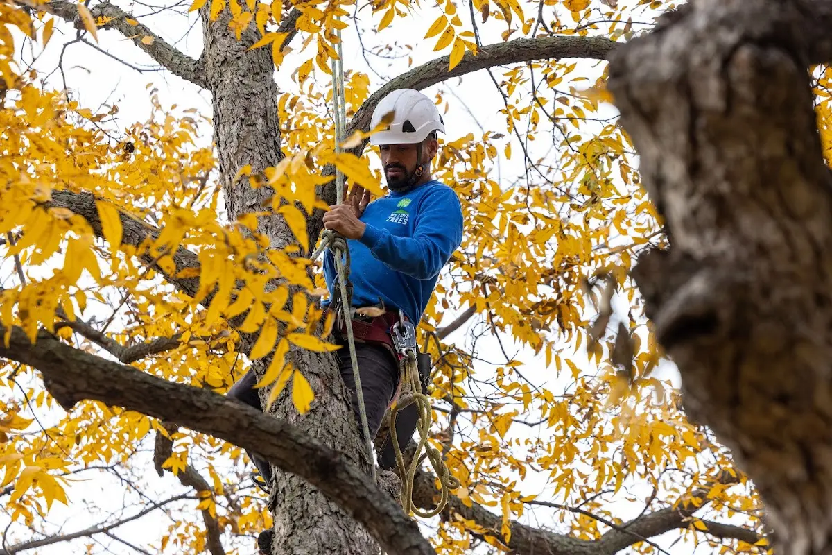 Skilled Storm Damage Cleanup crew working in Jeffersonton