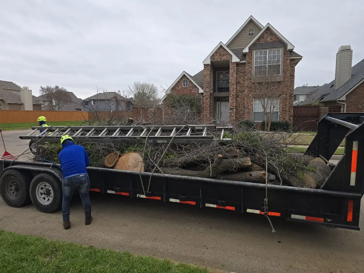 Expert Deadwooding with proper safety equipment in Jeffersonton